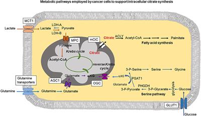 Extracellular Citrate Fuels Cancer Cell Metabolism and Growth